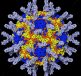 Human-rhinovirus