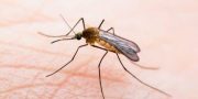 Một số dấu hiệu nhận biết bệnh sốt rét và cách phòng ngừa