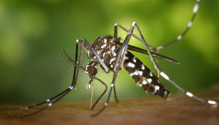 Nguyên nhân gây ra bệnh sốt rét là gì?