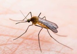 Một số dấu hiệu nhận biết bệnh sốt rét và cách phòng ngừa
