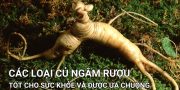 các loại củ ngâm rượu