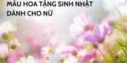 hoa sinh nhật cho nữ