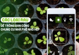 rau dễ trồng ban công chung cư