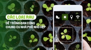 rau dễ trồng ban công chung cư