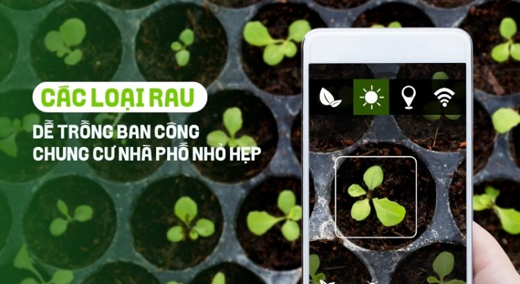 rau dễ trồng ban công chung cư
