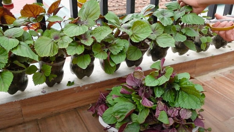 trồng lá tía tô