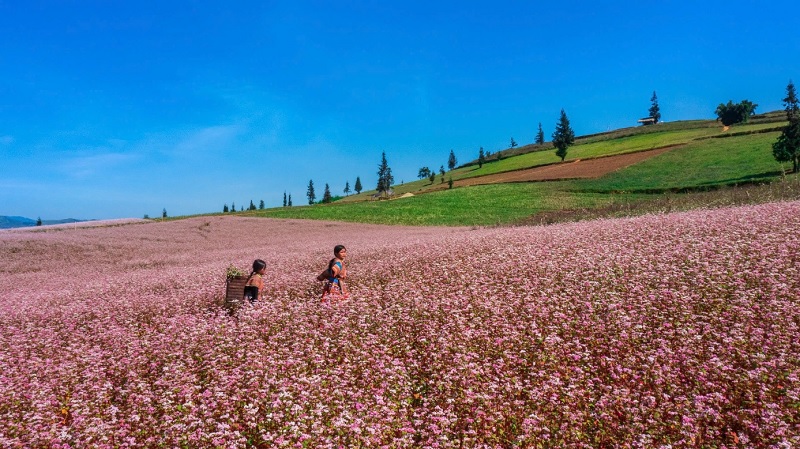 Săn mùa hoa tam giác mạch